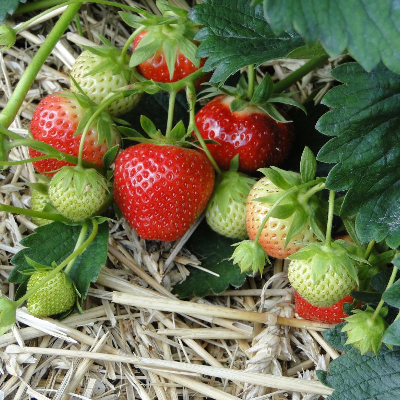 fraise du jardin potager