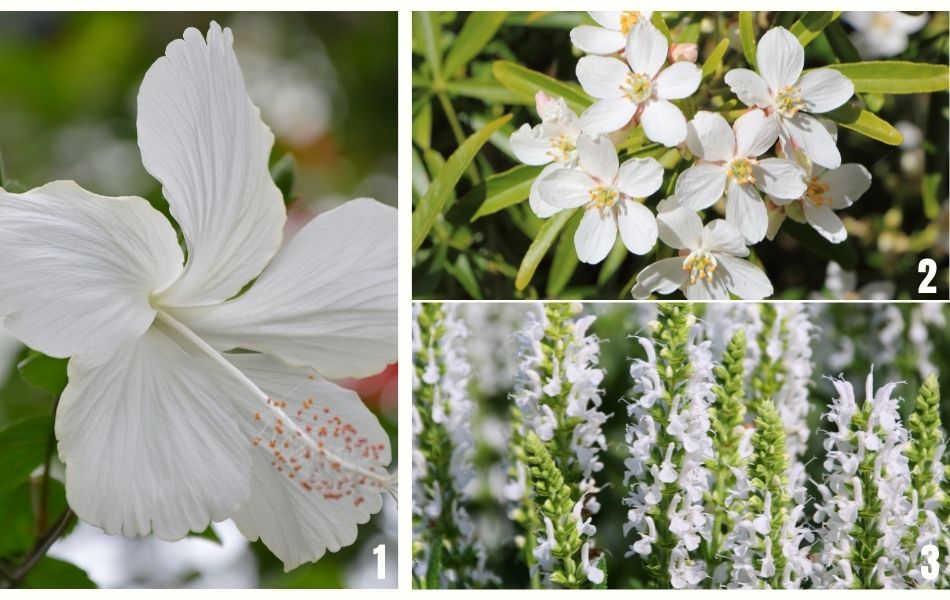 magnifique hibiscus, fleurs d’oranger du Mexique et Salvia Nemorosa pour un jardin blanc