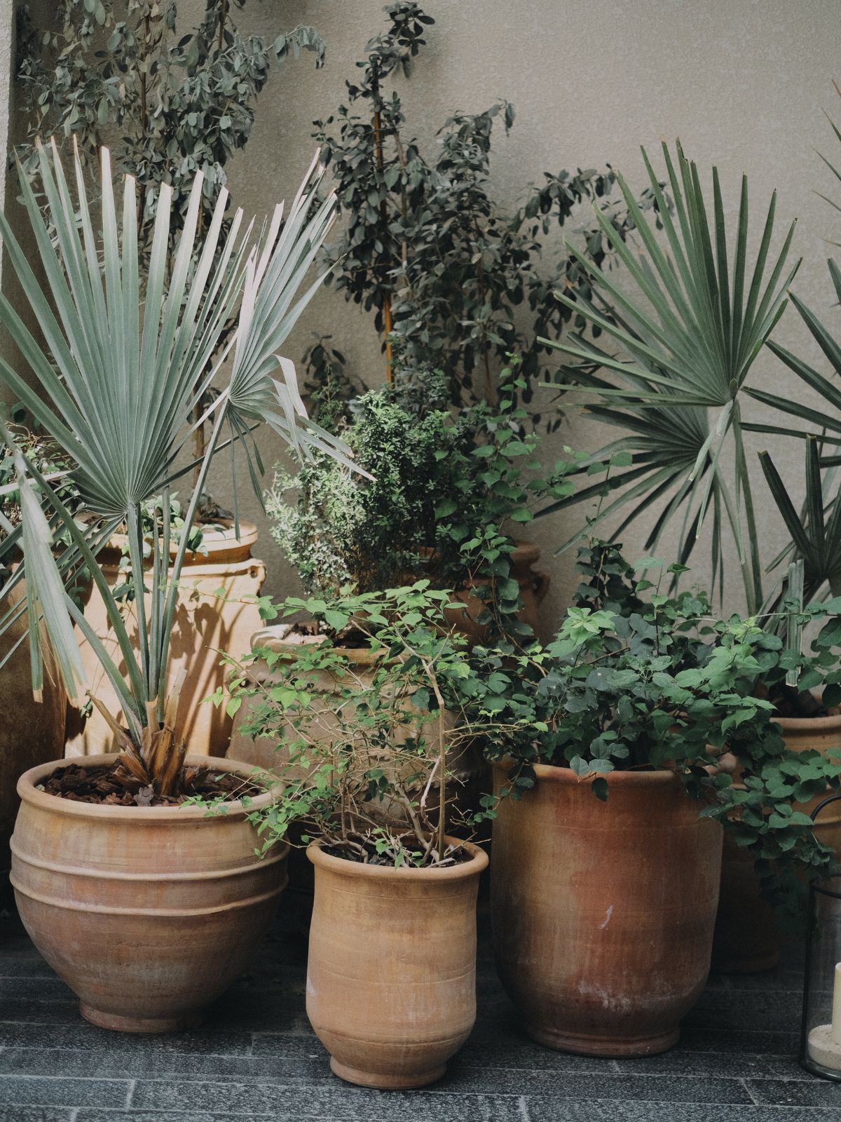 Plantes en pot sur une terrasse