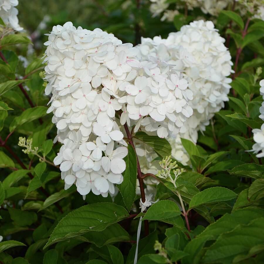 white and flowery Hydrangea paniculata