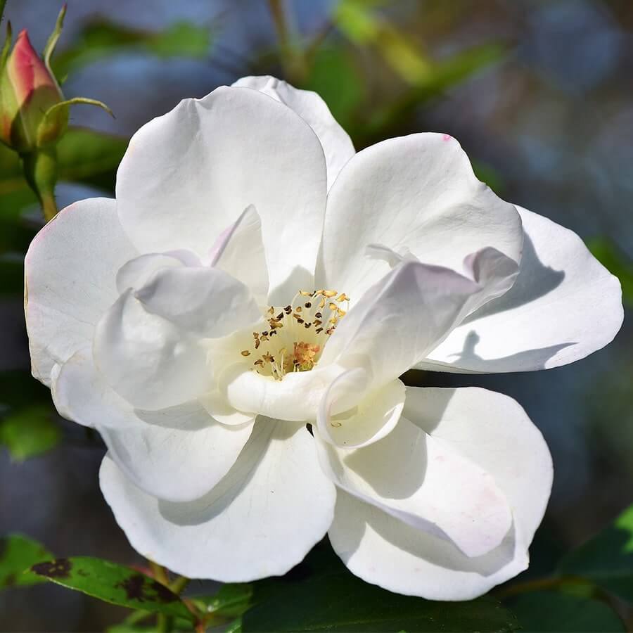 rosier blanc en fleur