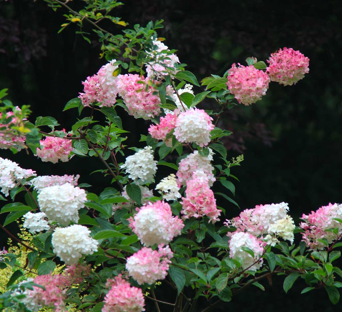 gros plan sur des fleurs d'hydrangea aux tons rose et blanc