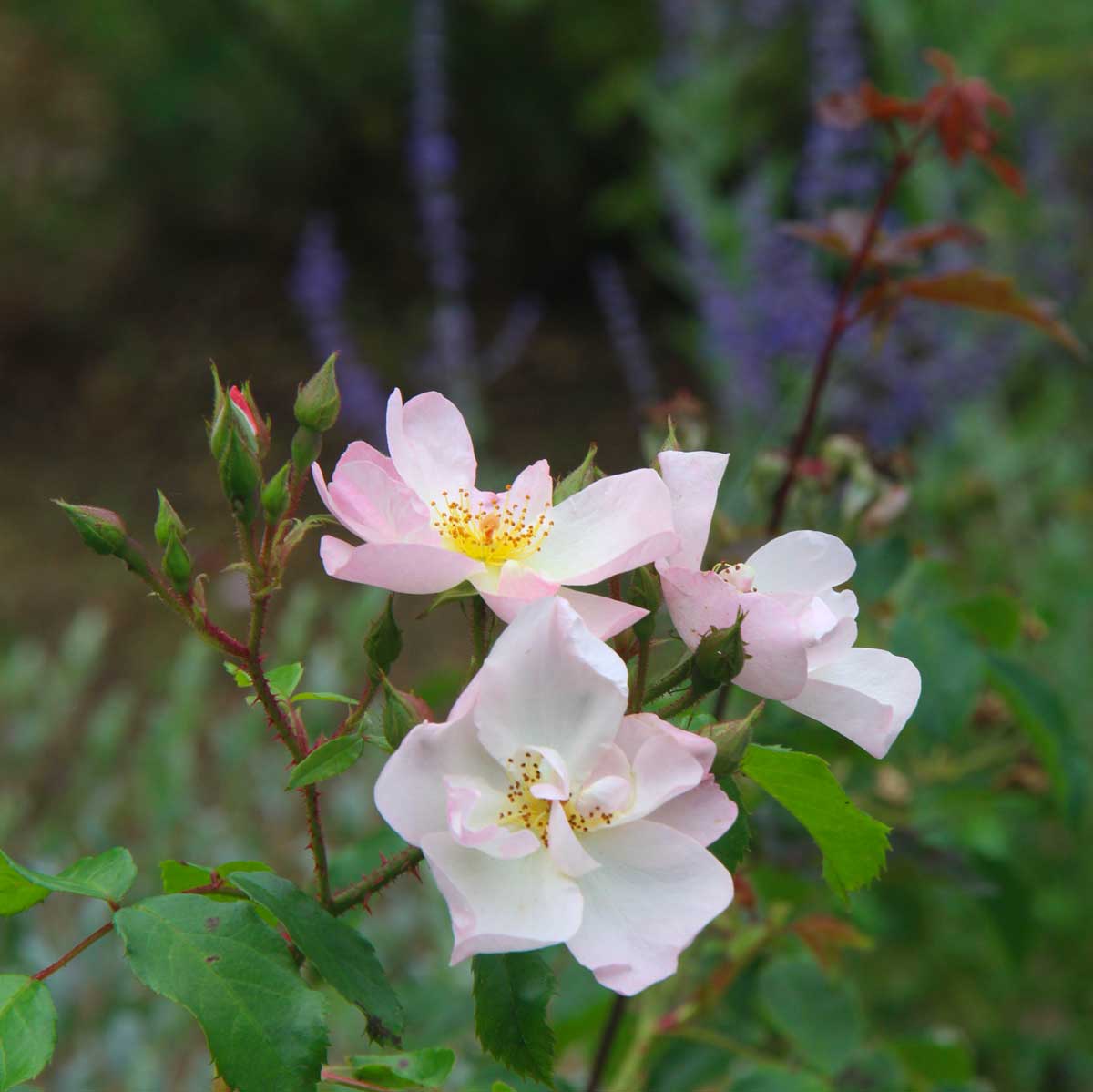 close-up on pale pink wild roses