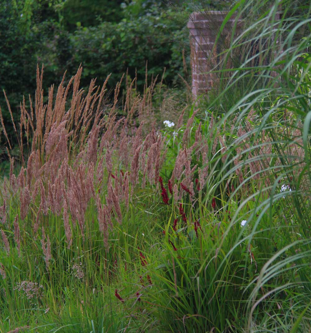 close-up on the grasses of the free nature garden