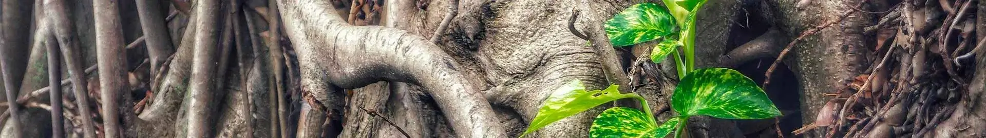 Dessin de racines d'un arbre