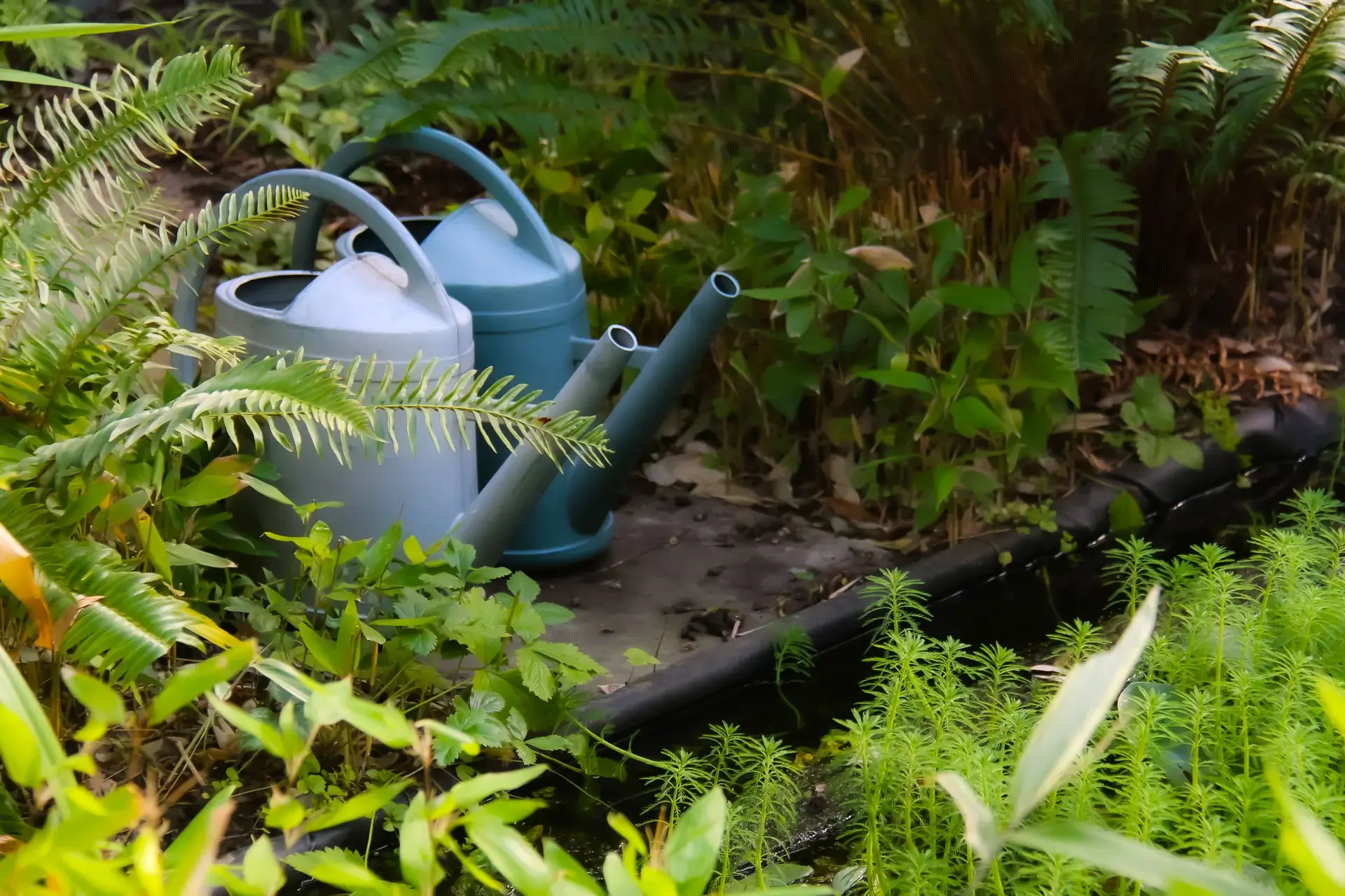 photo of two watering cans on the ground in the middle of plants