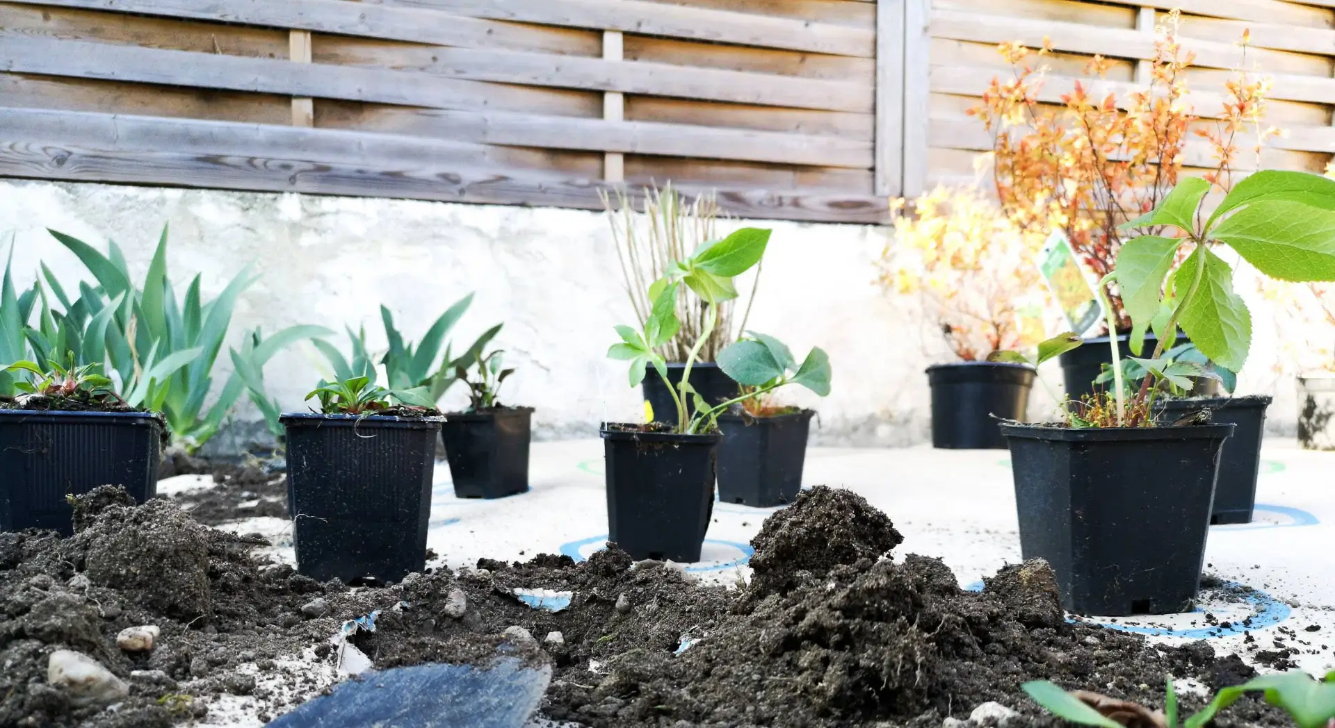 photo of plants in pots placed on the biodegradable cardboard provided by draw me a garden