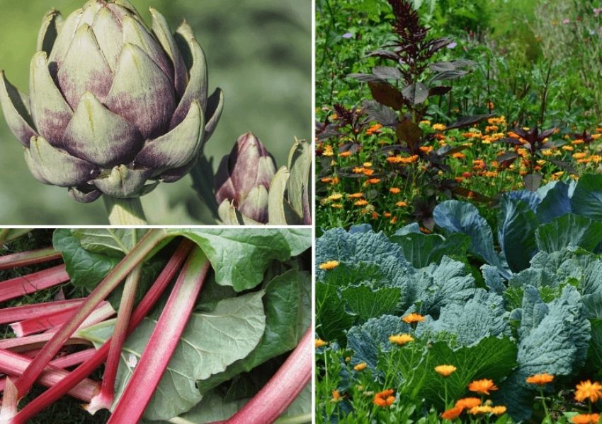 Variétés d'un jardin nourricier