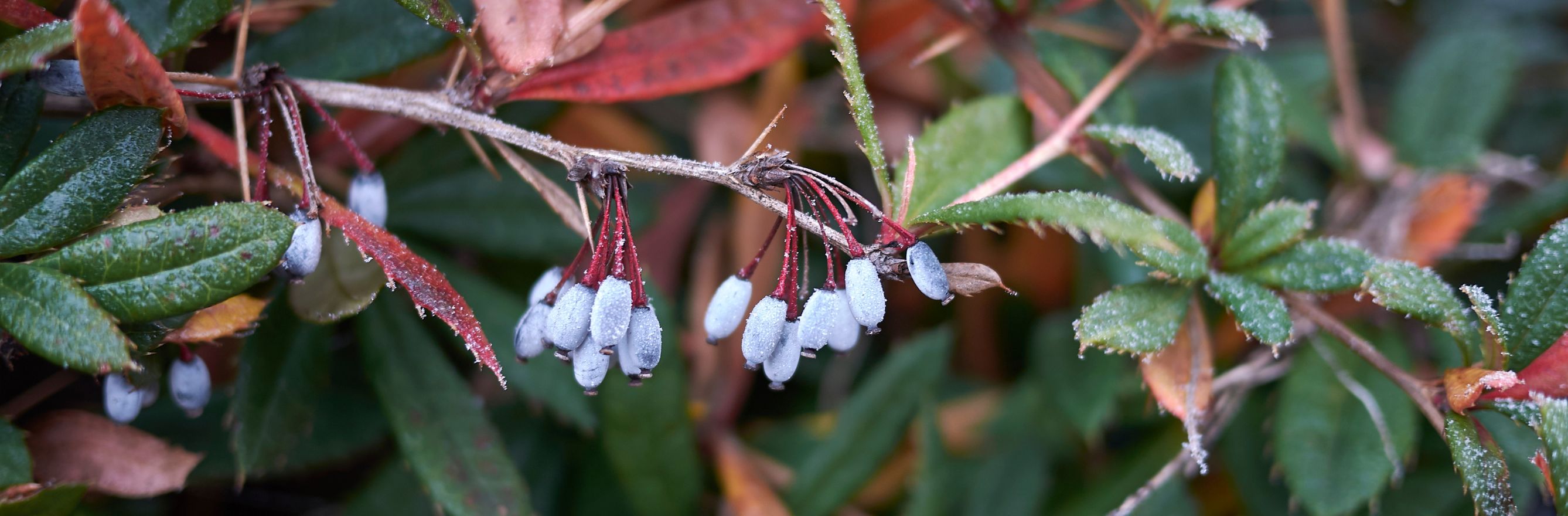 C'est la photo d'un arbuste persistantt, le berberis