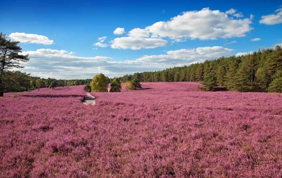 Tapis végétal : Bruyère Erica carnea