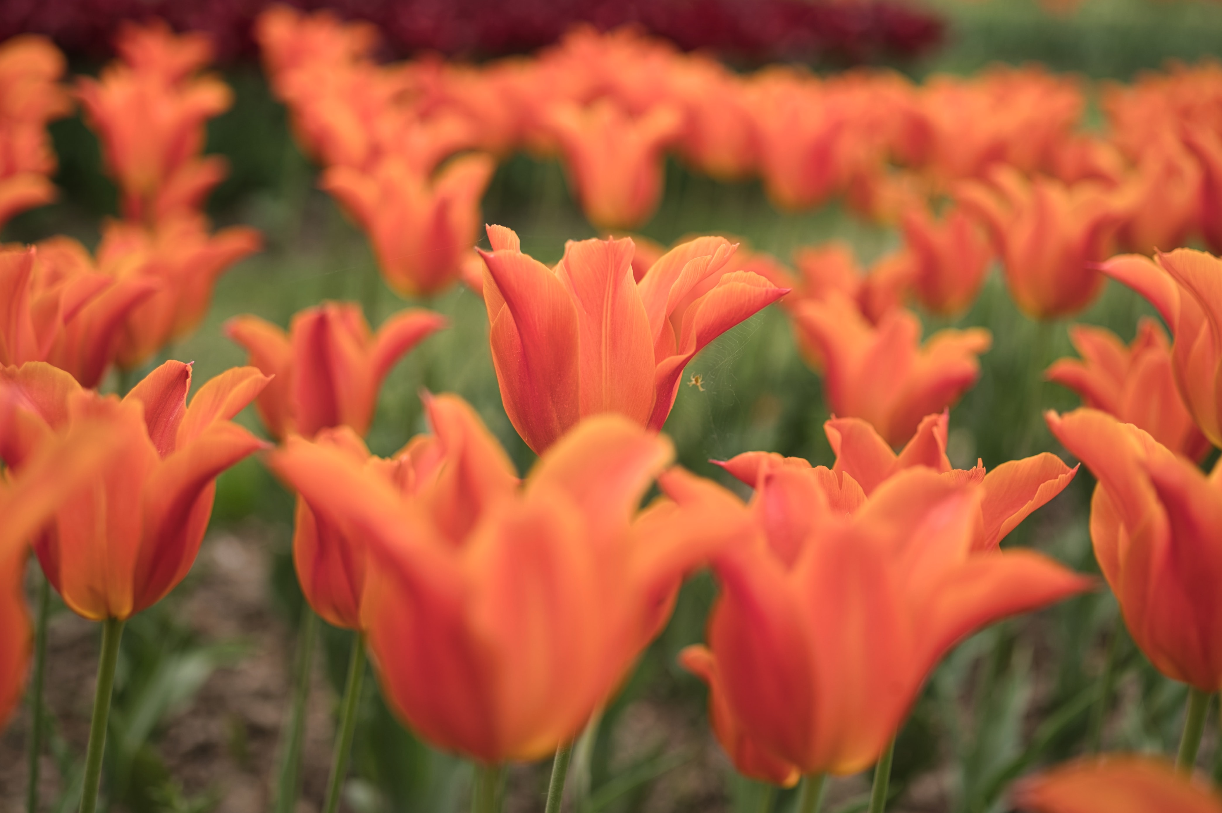 Bulbes d'automne : Tulipes oranges