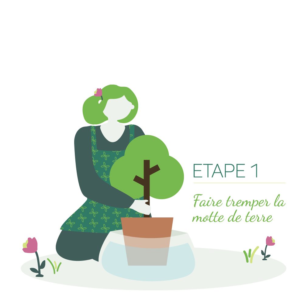 Etape 1 : Faire tremper la motte de terre