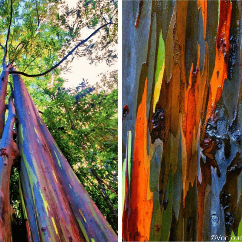 L'eucalyptus arc-en-ciel ou l'arbre le plus coloré au monde