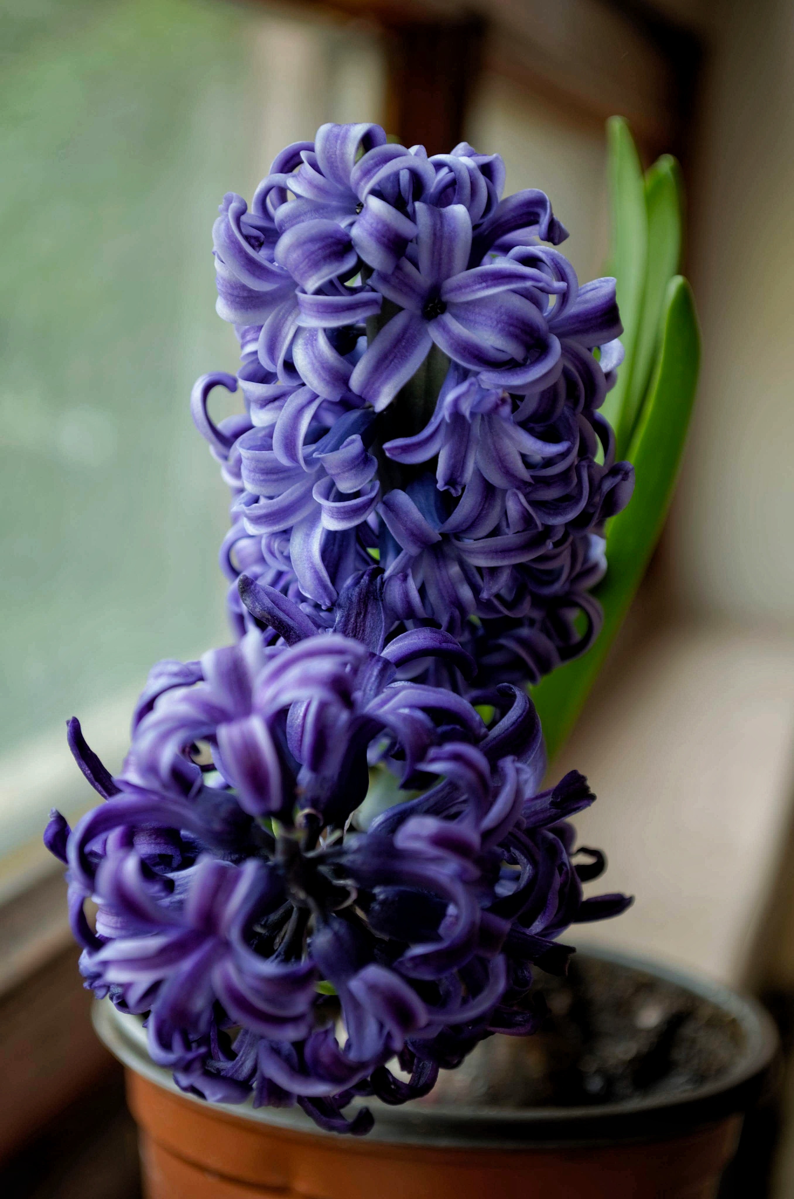 Bulbes d'automne : Jacinthe