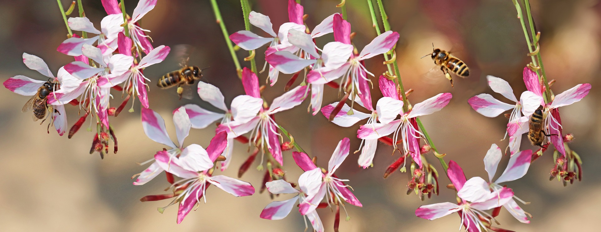 abeilles et gaura