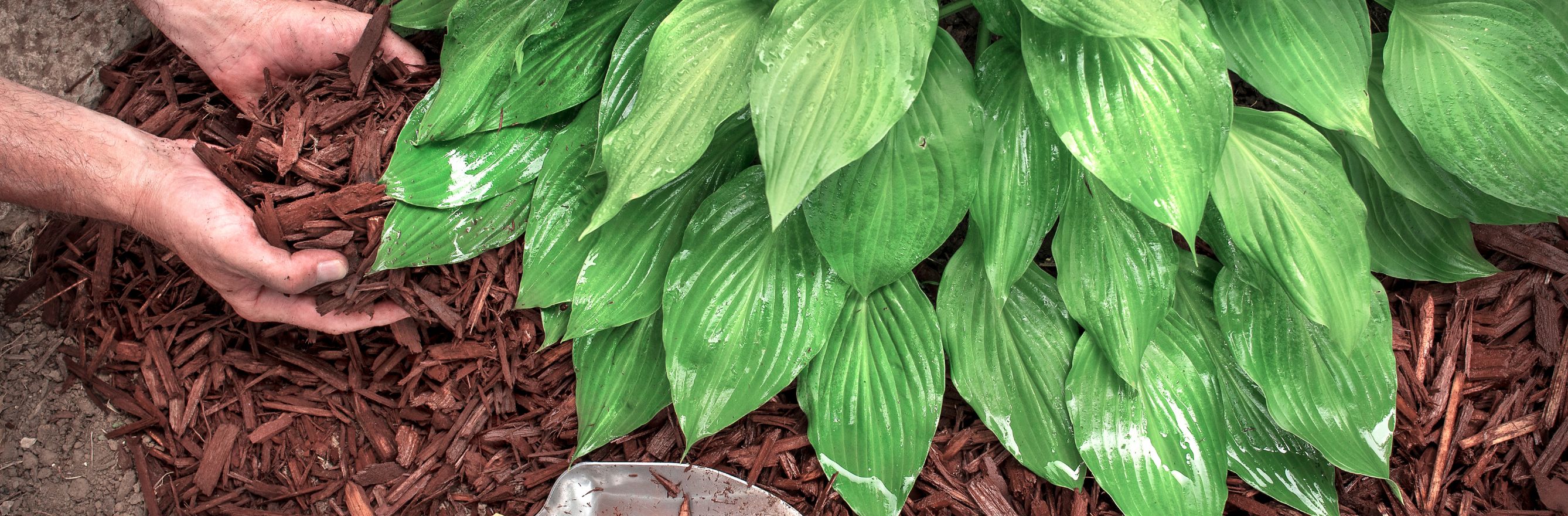 Mulch in the garden