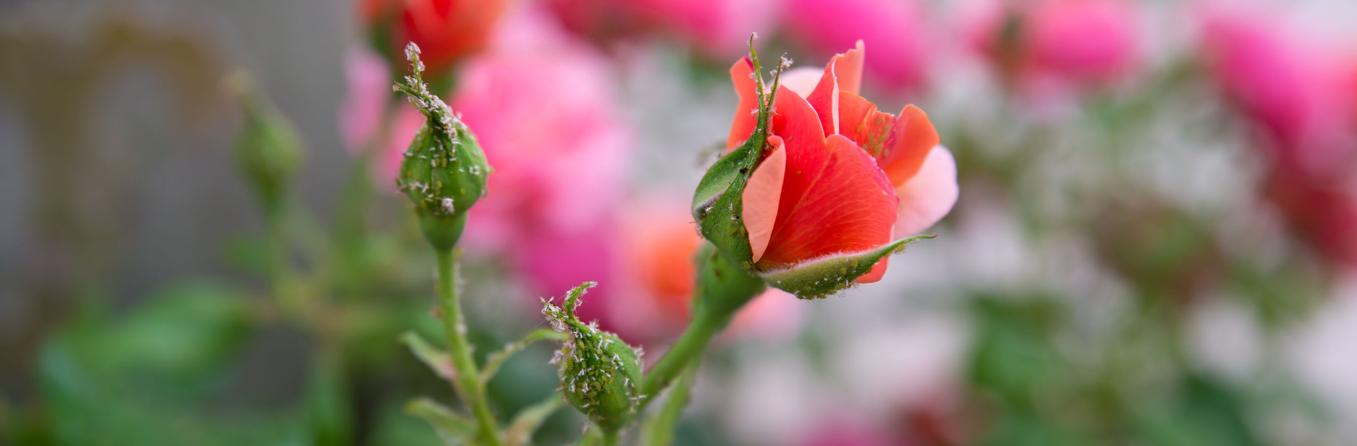 Qui ose ronger les boutons et feuilles de mes rosiers ? - Le JardinOscope  coté pratique, les bons gestes à faire au jardin