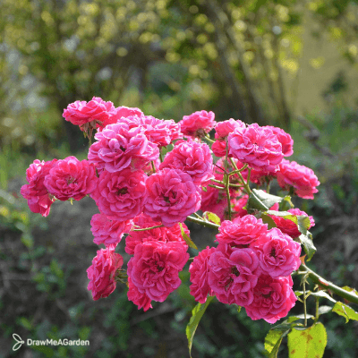 rosiers pour un jardin durable