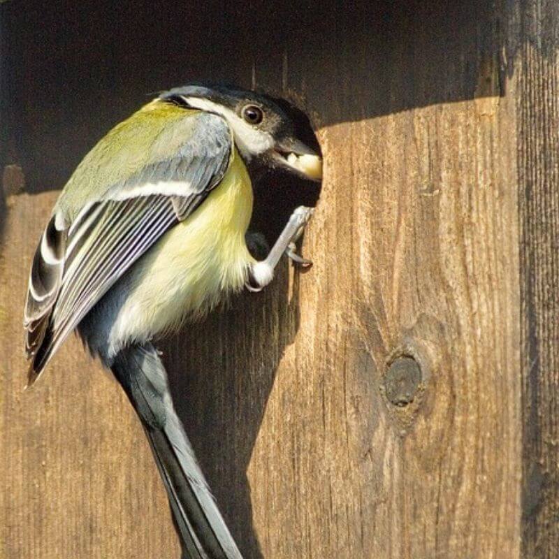 Mésange logeant dans un nichoir boite aux lettres