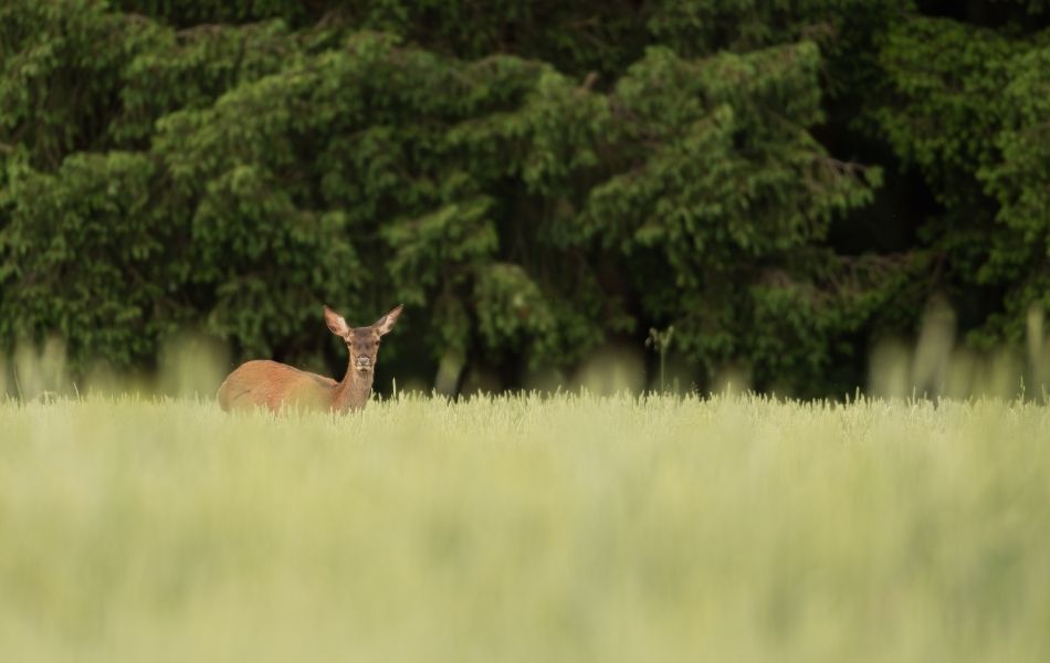 Paysage champ et foret