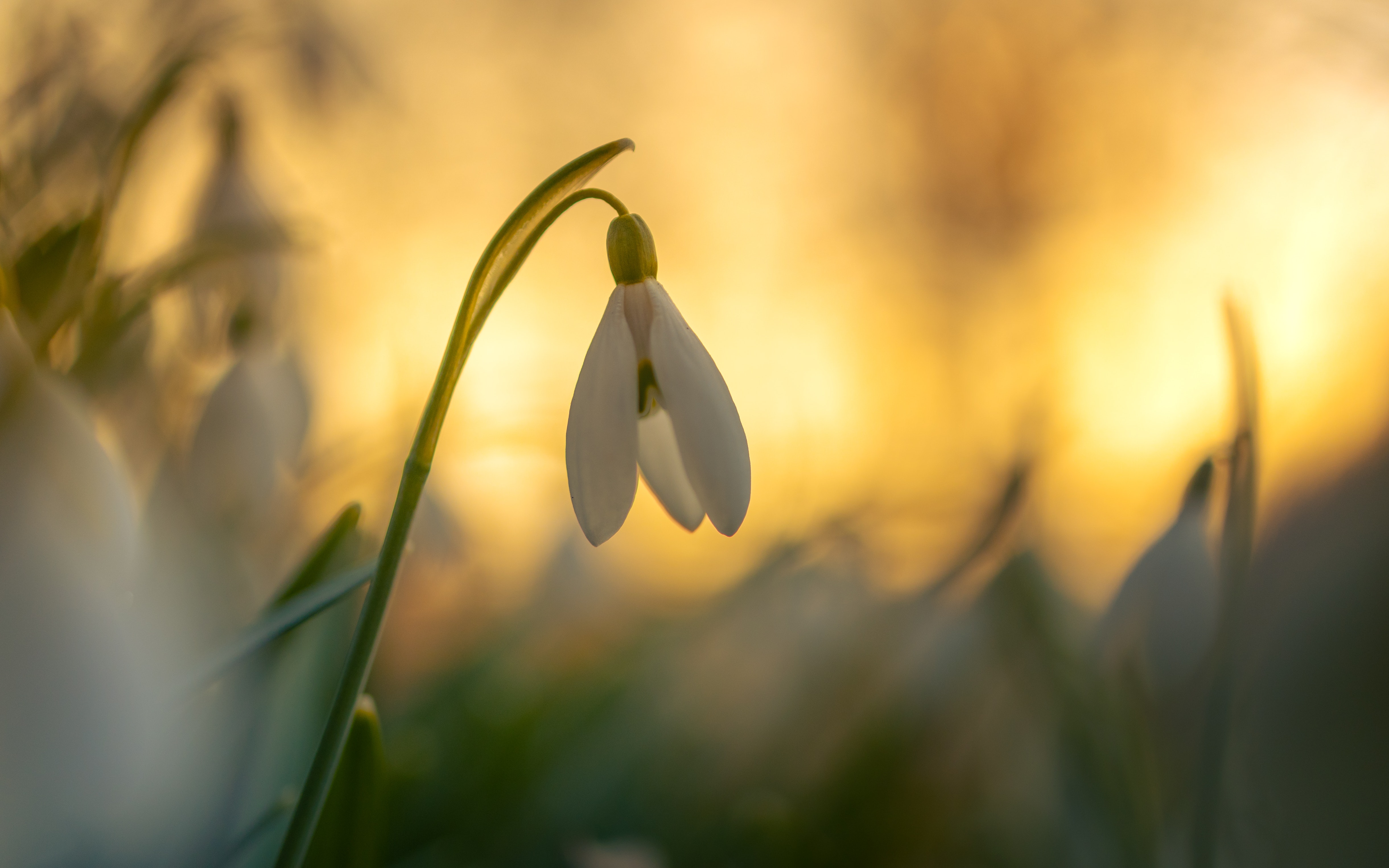 Le froid est là. Plantes sensibles, que faire ? - Blog jardin