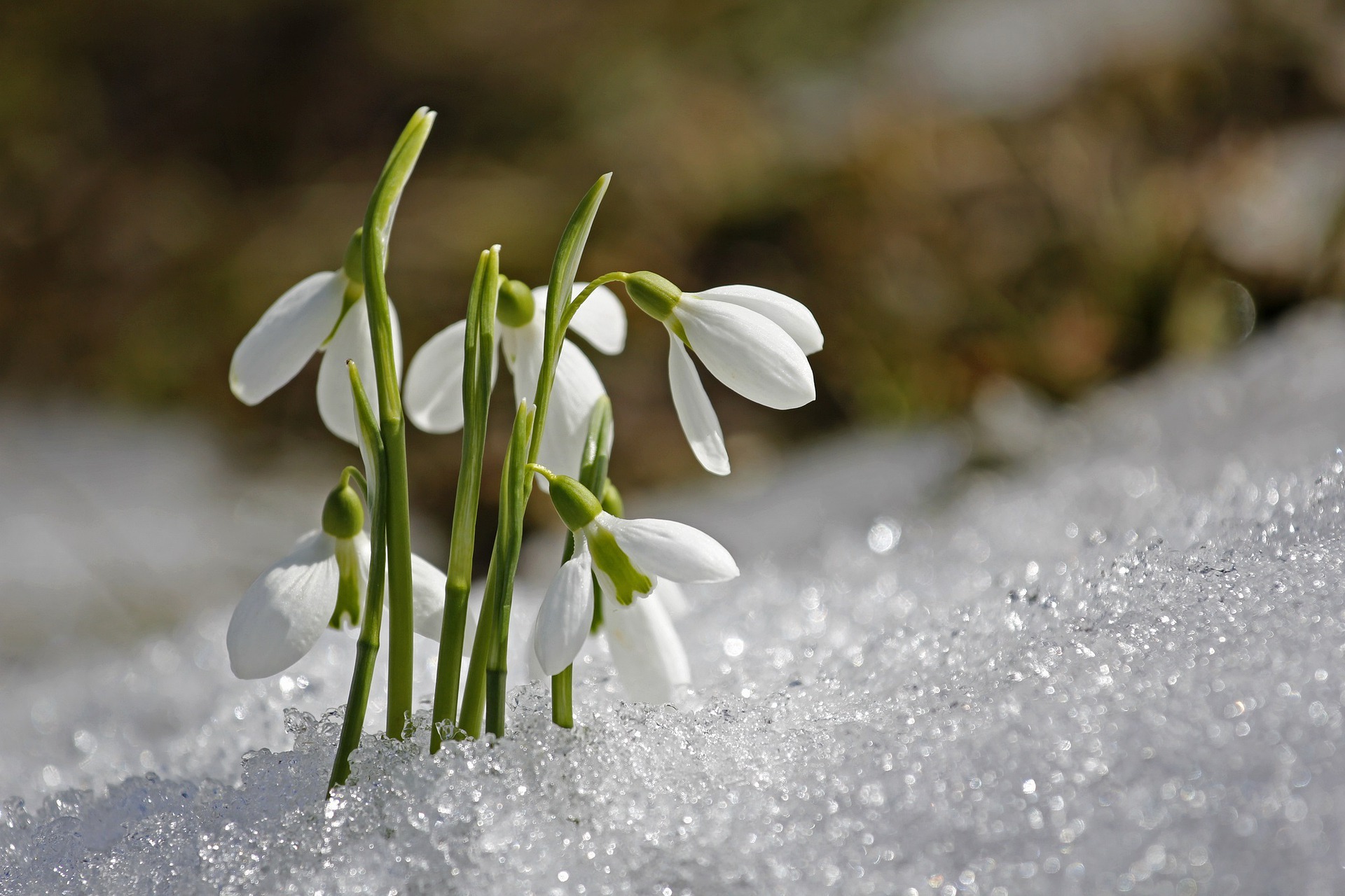 Bulbes d'automne : Perce neige