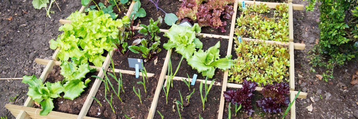 Où placer le potager