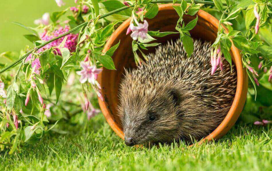 les animaux au jardin sont une bonne résolution