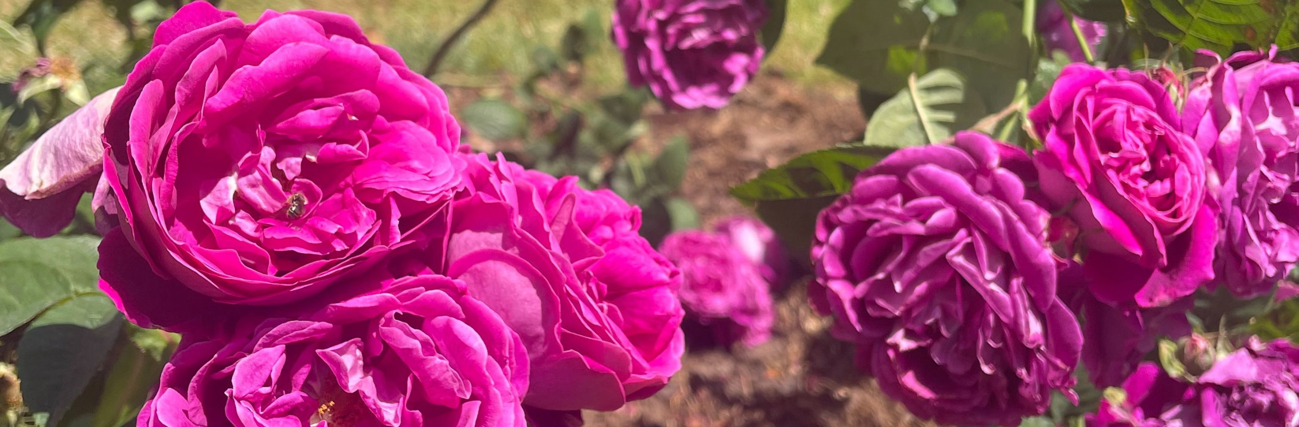 Mais que planter aux pieds des rosiers ? Vous saurez tout !