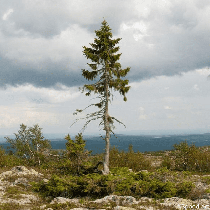 Vieux Tjikko est l'arbre le plus ancien du monde