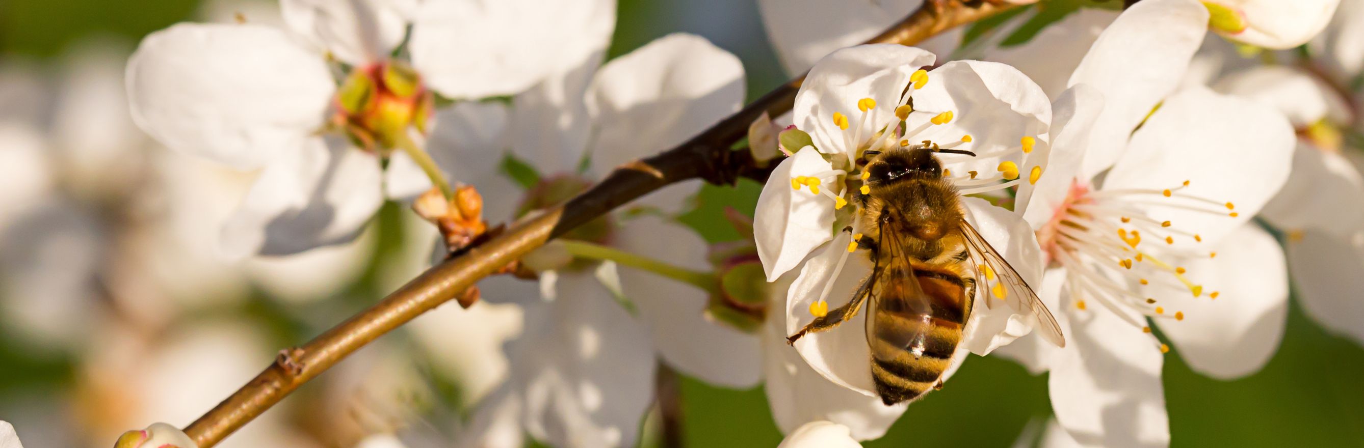 photo d'une abeille sur une fleur.