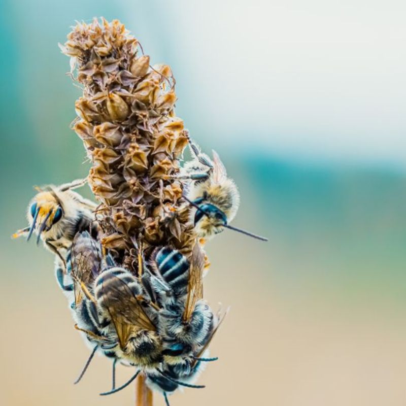 abeilles sur fleurs
