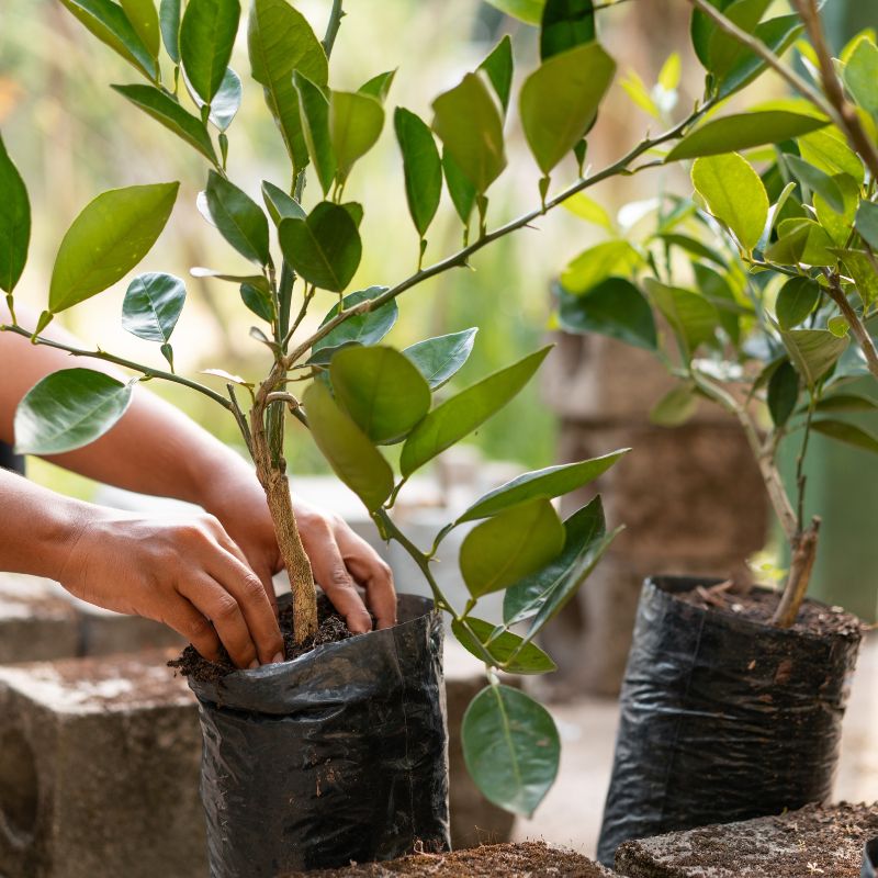 Choix de jeunes plants d'arbre