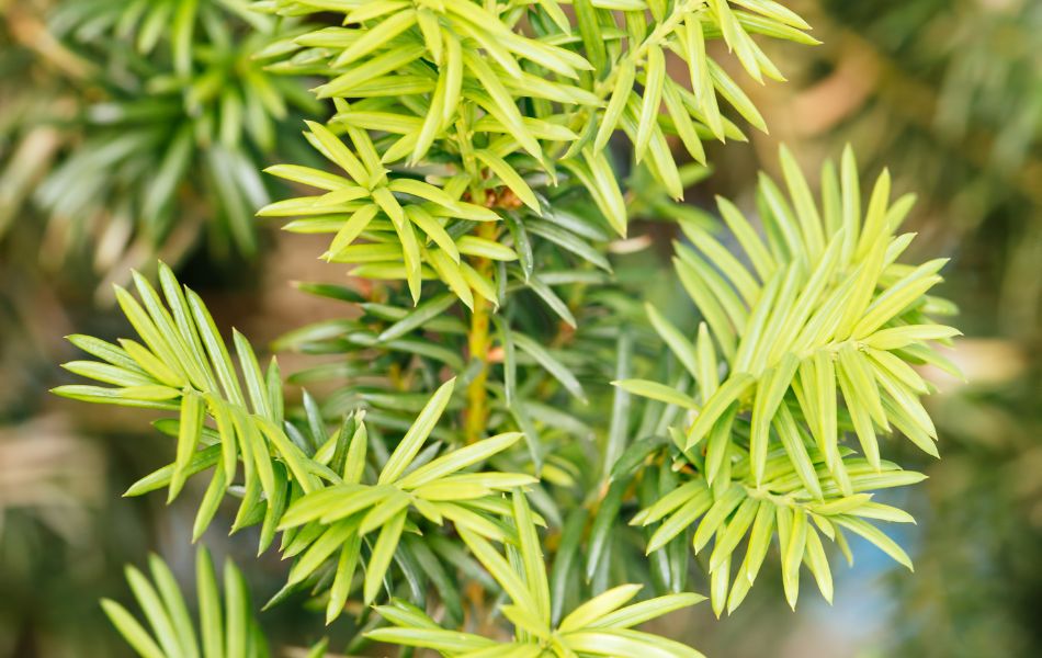 zoom sur les aiguilles d’if au jardin