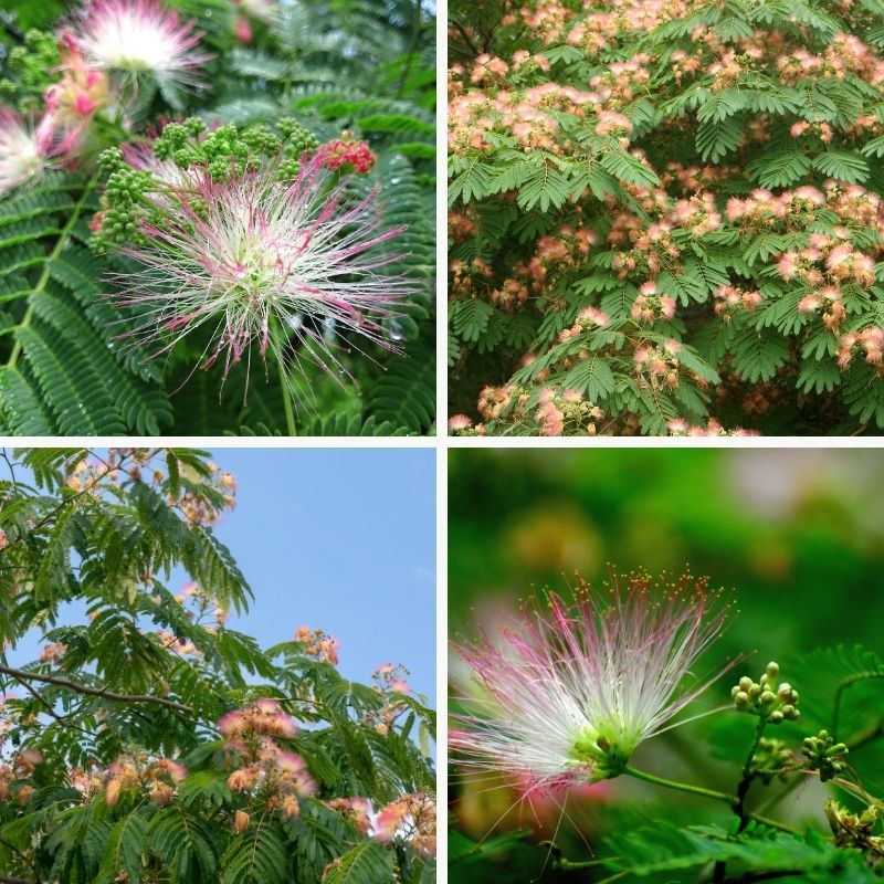 albizia feuillage et fleurs