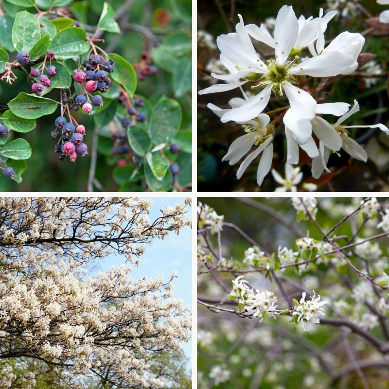 amelanchier sous quatres angles, fleurs et feuillages