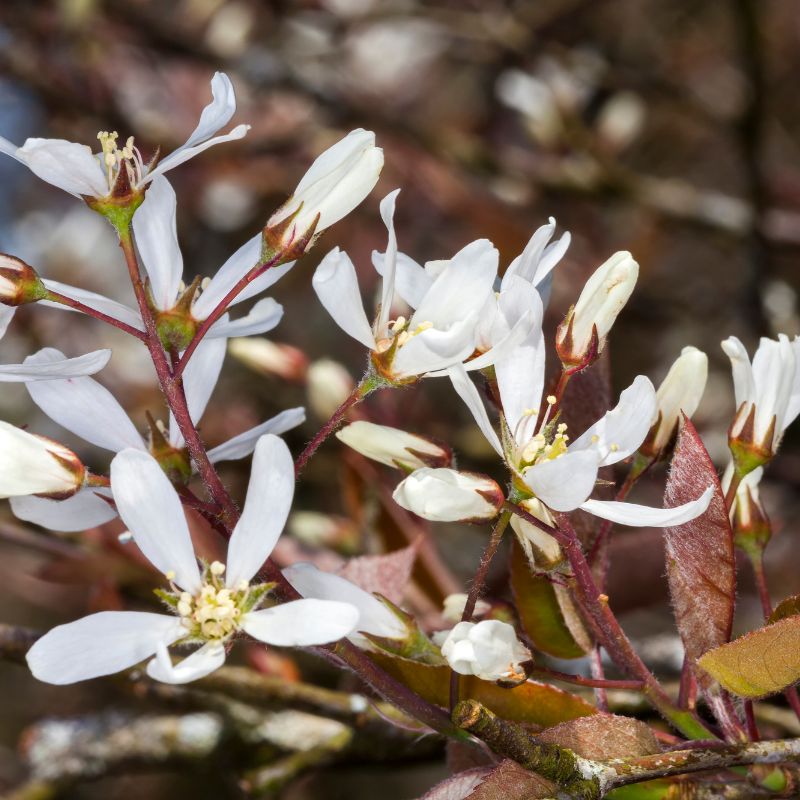 Amélanchier Lamarckii