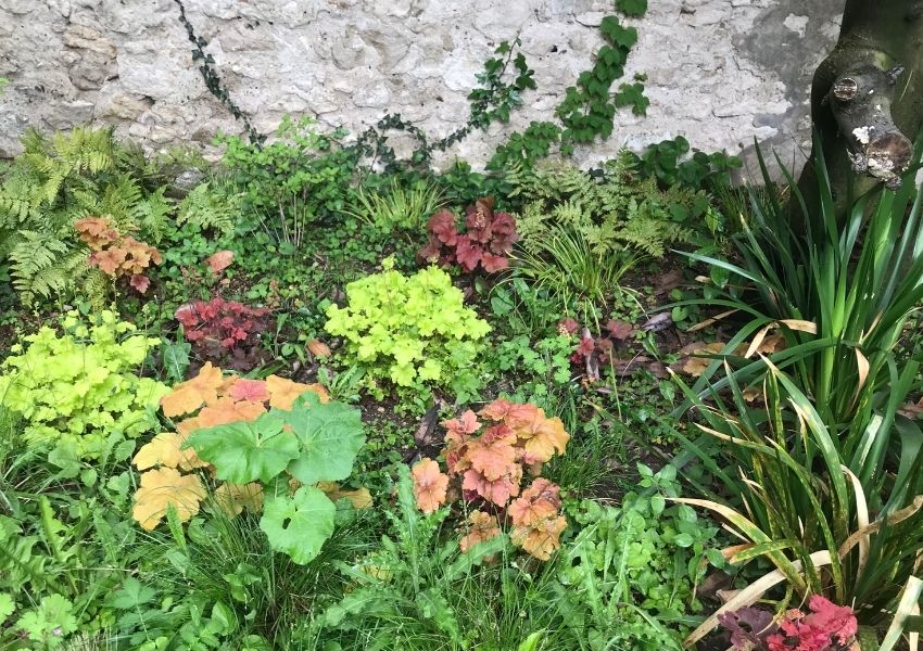 végétaux et plantes du jardin sauvage et naturel