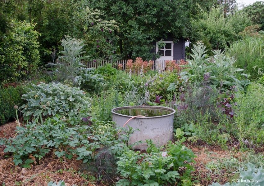 entretenir du jardin sauvage