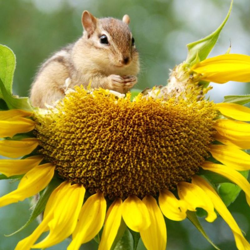 écureuil qui mange des graines de tournesol