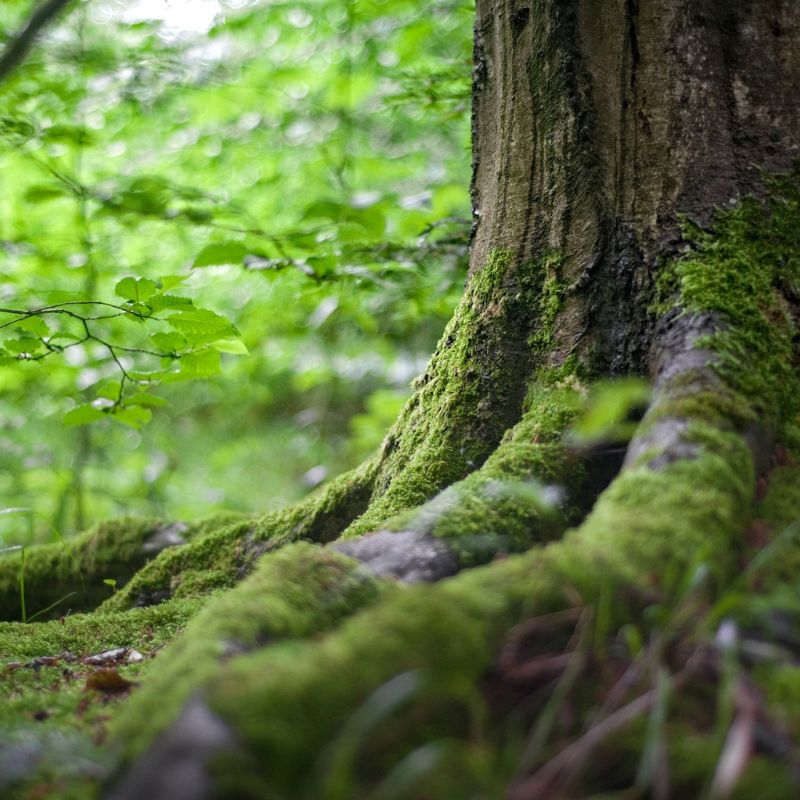 souche d'arbre et mousse