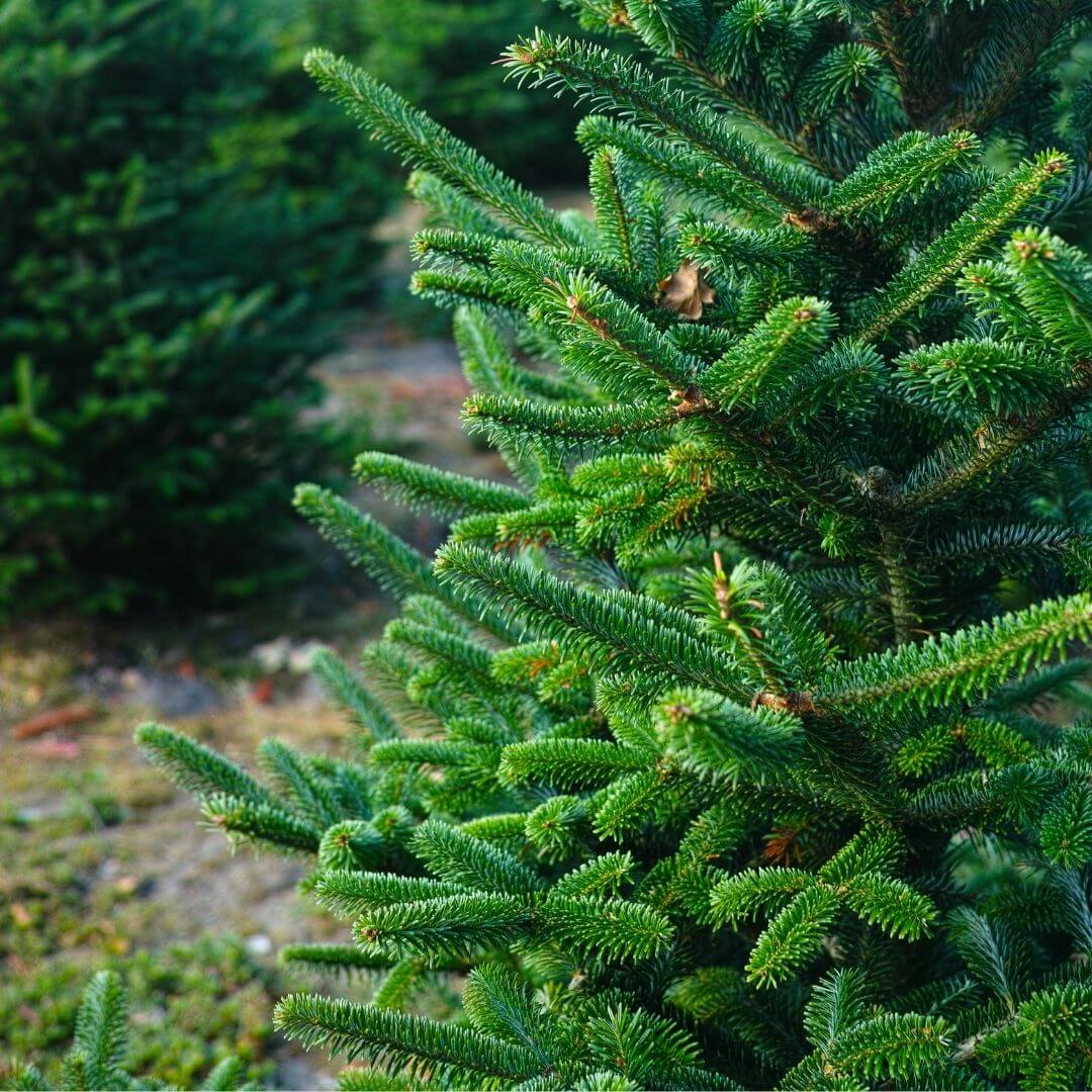 variété de sapin de Noël Nordmann