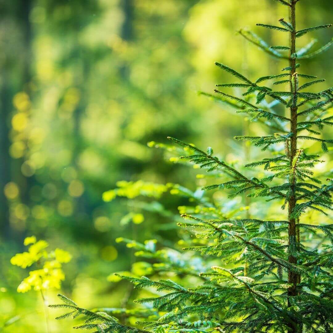 variété de sapin de Noël Épicéa