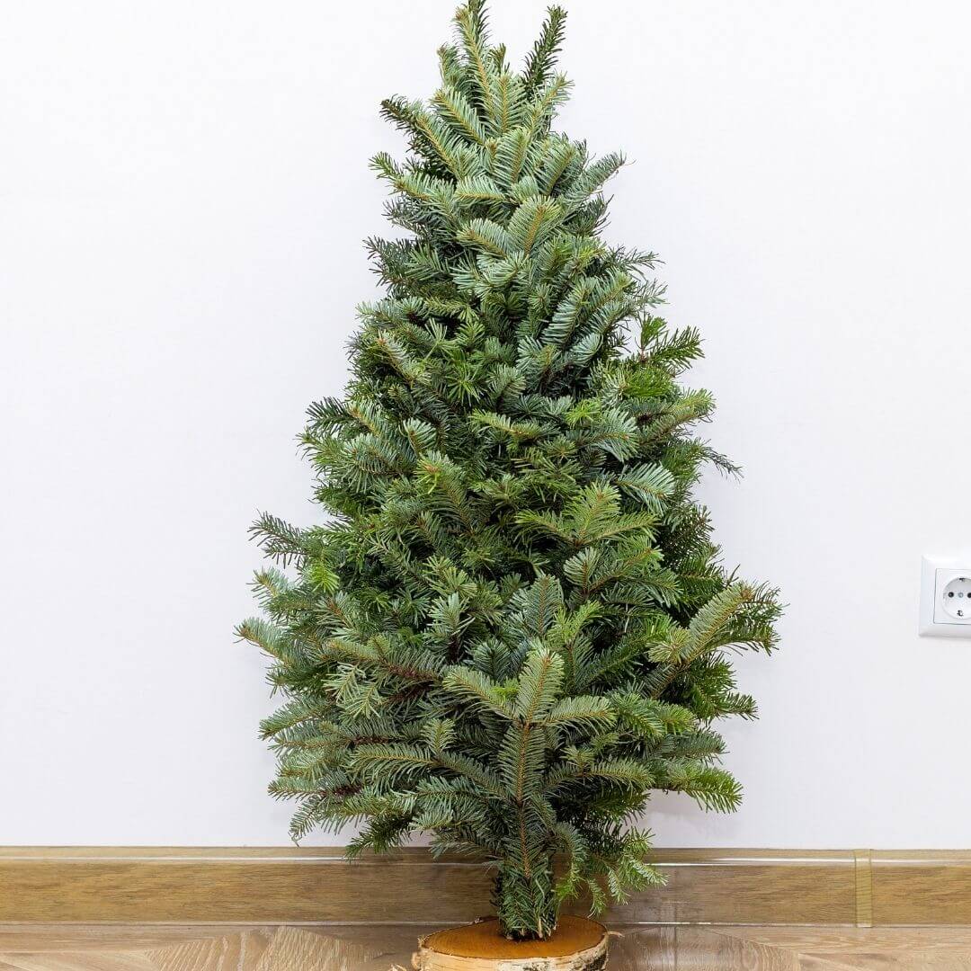 Sapin de Noël coupé