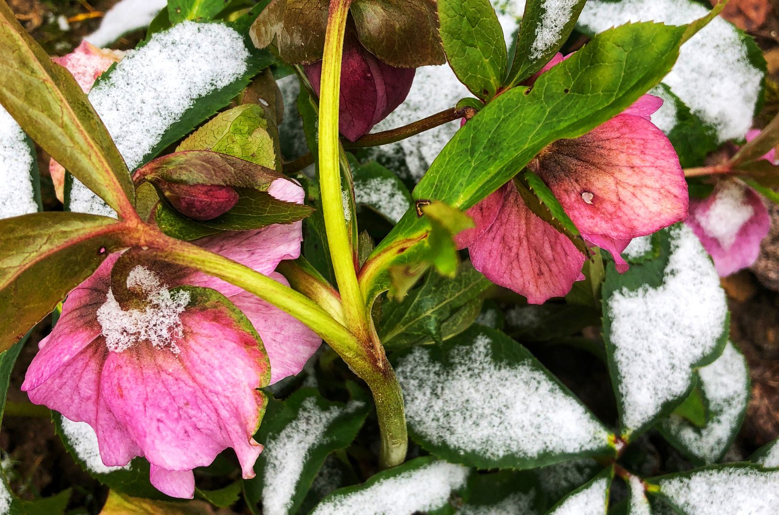 5 plantes à avoir dans jardin en hiver