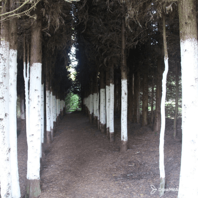 Foret des jardins de Séricourt