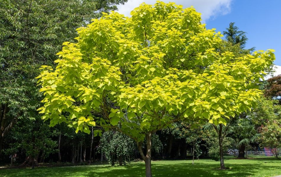 Des arbres pour faire de l'ombre au jardin