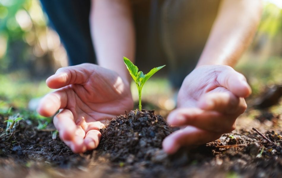 La plantation d'un arbuste en conteneur en novembre