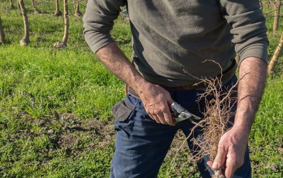 Praliner les racines nues d'un arbuste