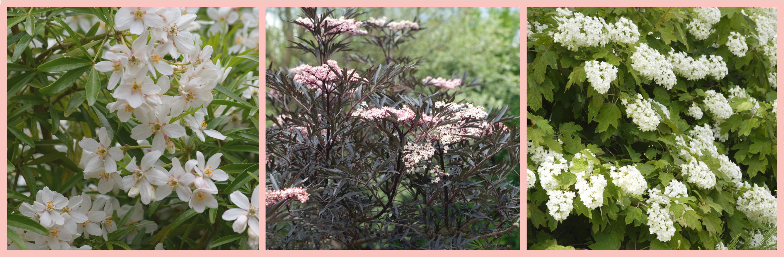 Sélection d'arbuste pour un jardin sauvage